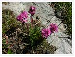 Lychnis alpina * Red Alpine Catchfly - Kebnekaise - July 2007 * 3680 x 2760 * (2.86MB)